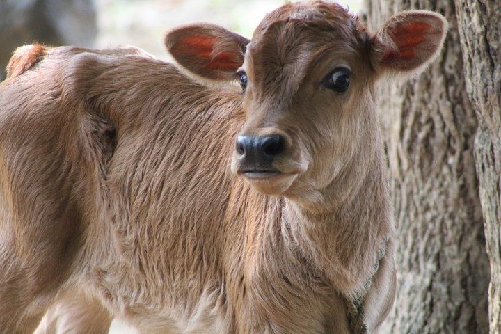 Calf