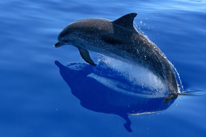 Dolphin ❤