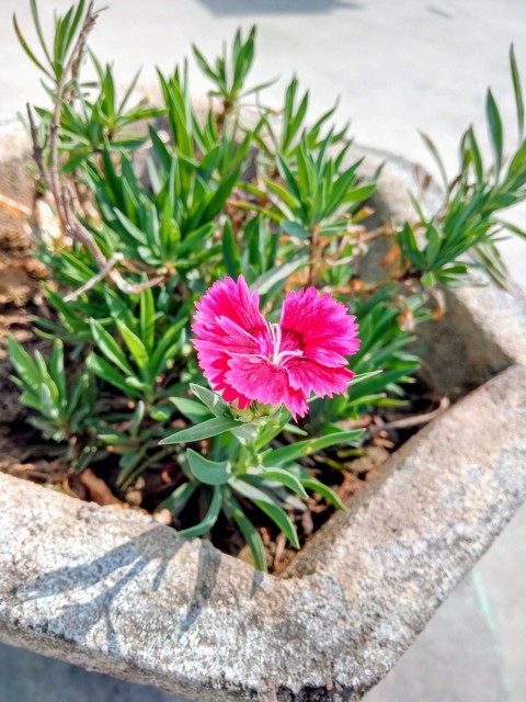 Flower