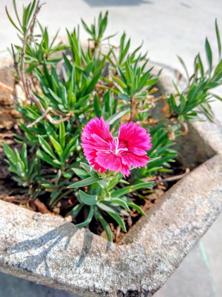 Flower