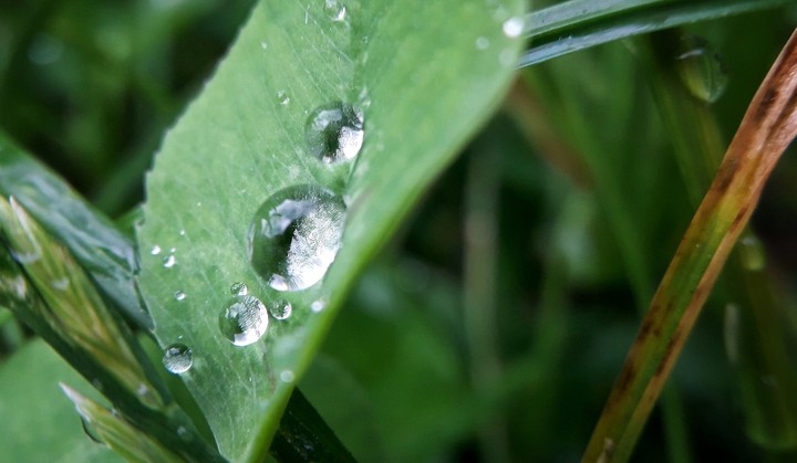 Drops