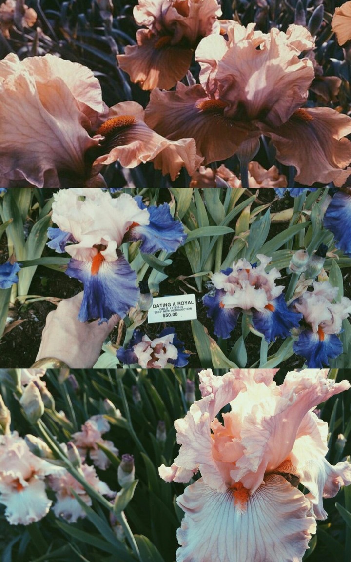 early flowers
