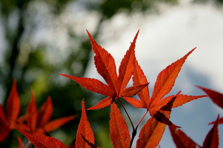 Focused leaves