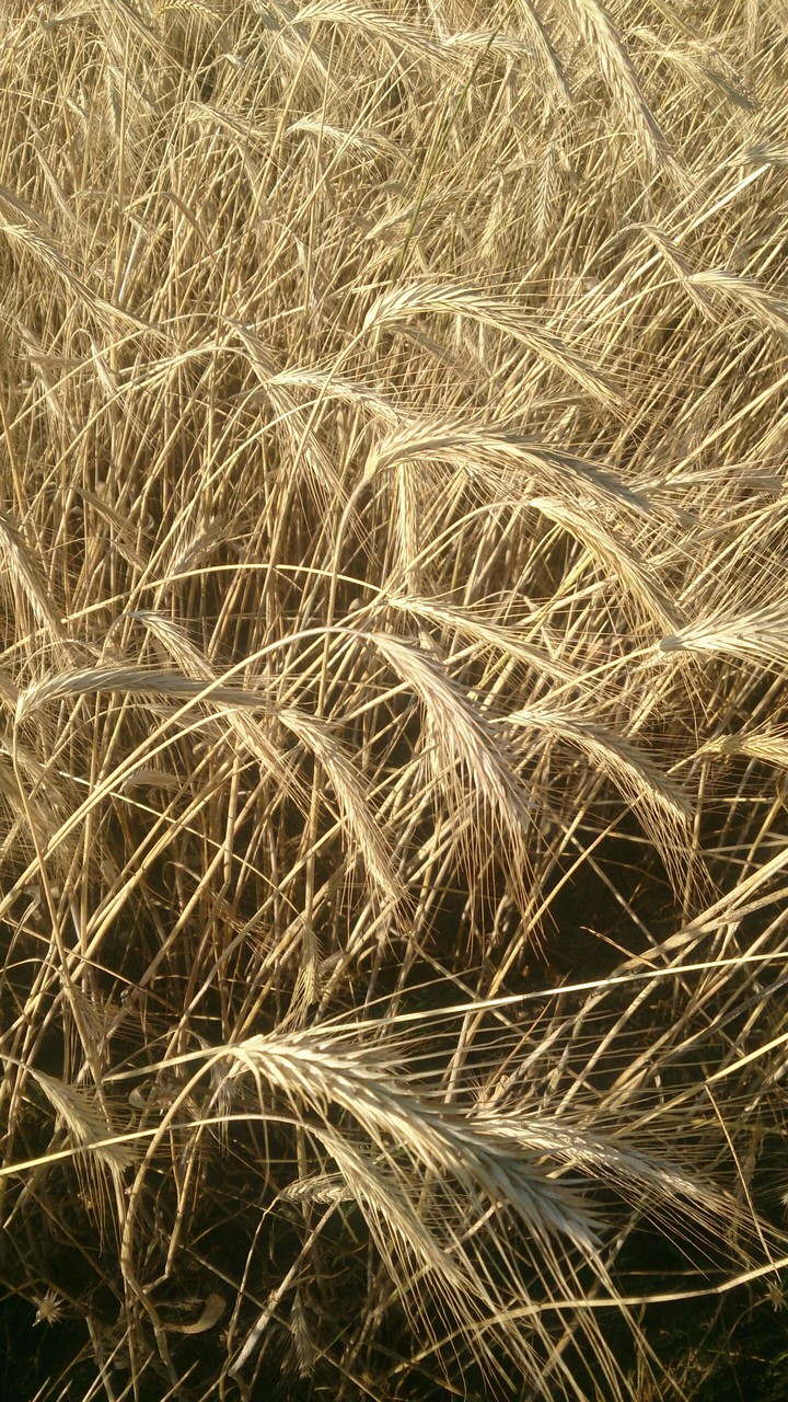golden field