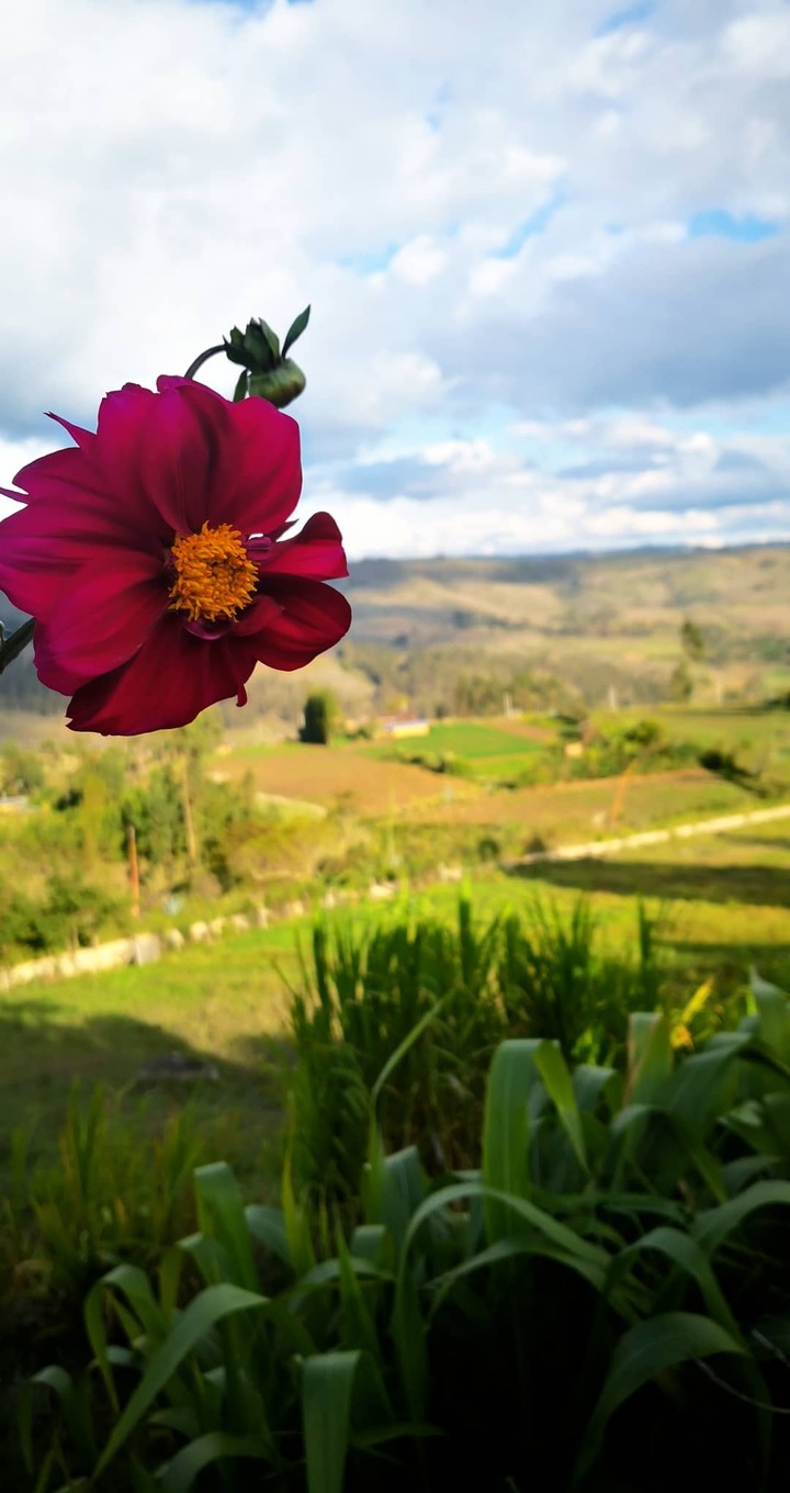 Dalia