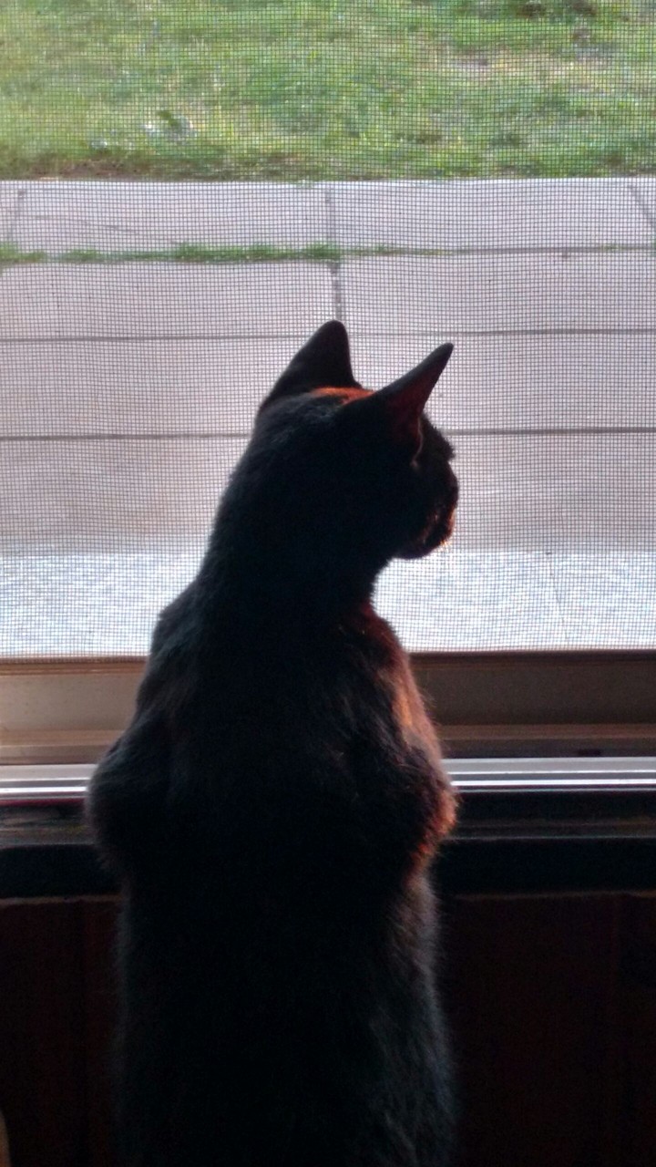 Gato