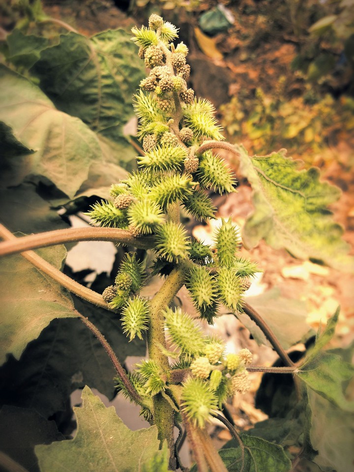 thorny flower