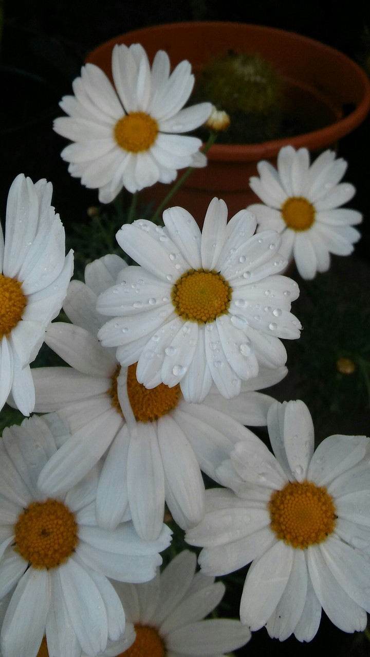 Water in the flowers