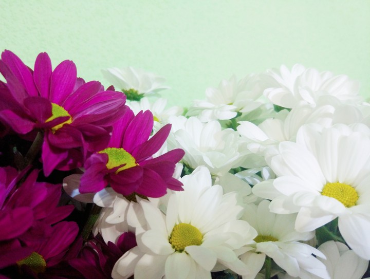 Camomile