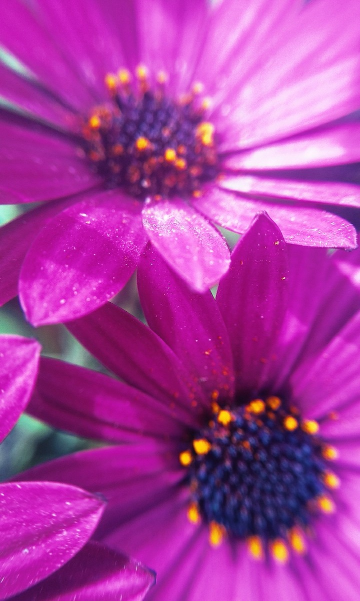 Flowers. Macrophotography
