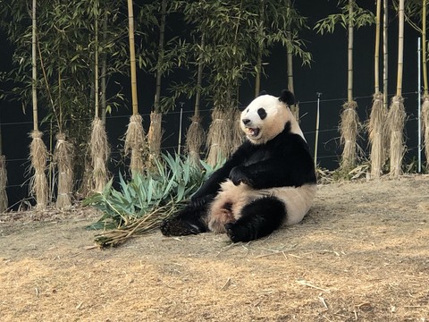 panda