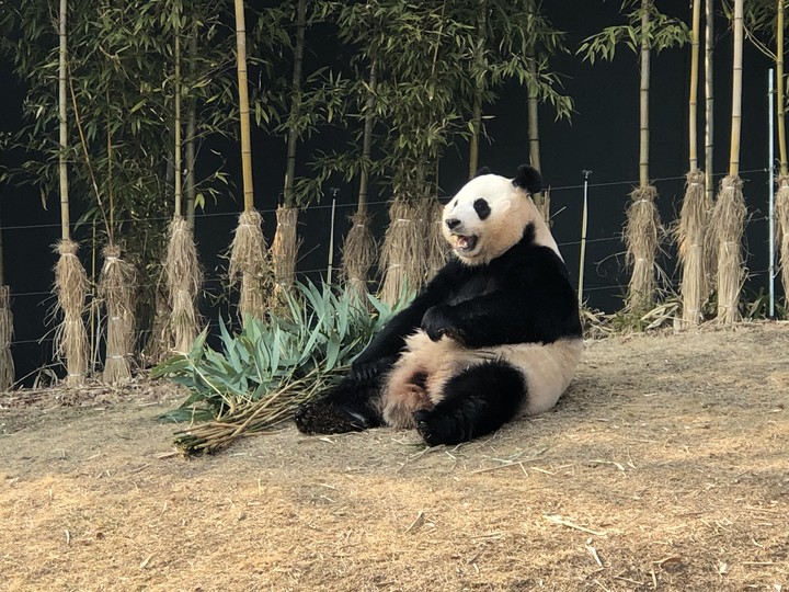 panda