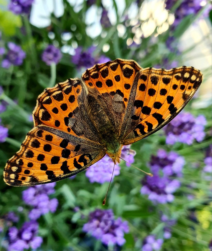 Schmetterling