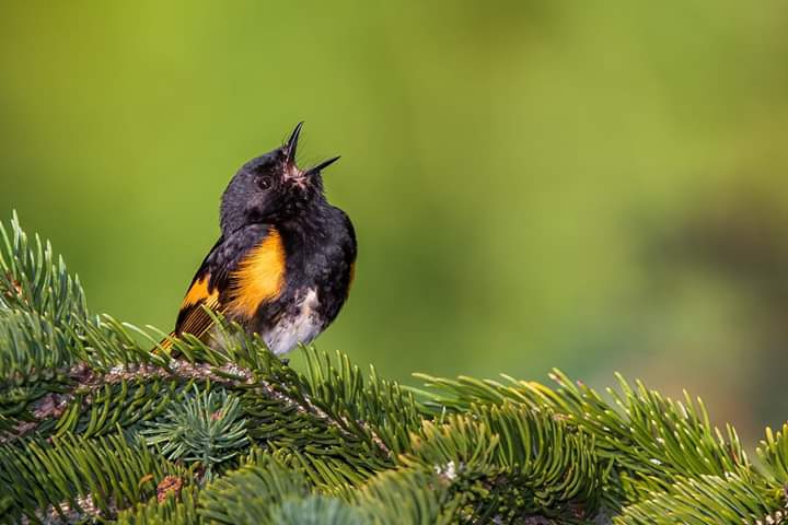 oiseaux⭐⭐⭐