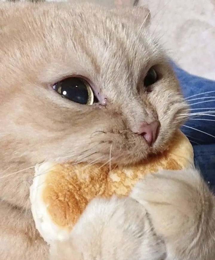 Cat eating pancakes