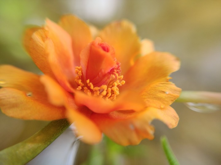 Chinese rose