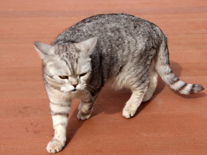 Cat "Marusia"