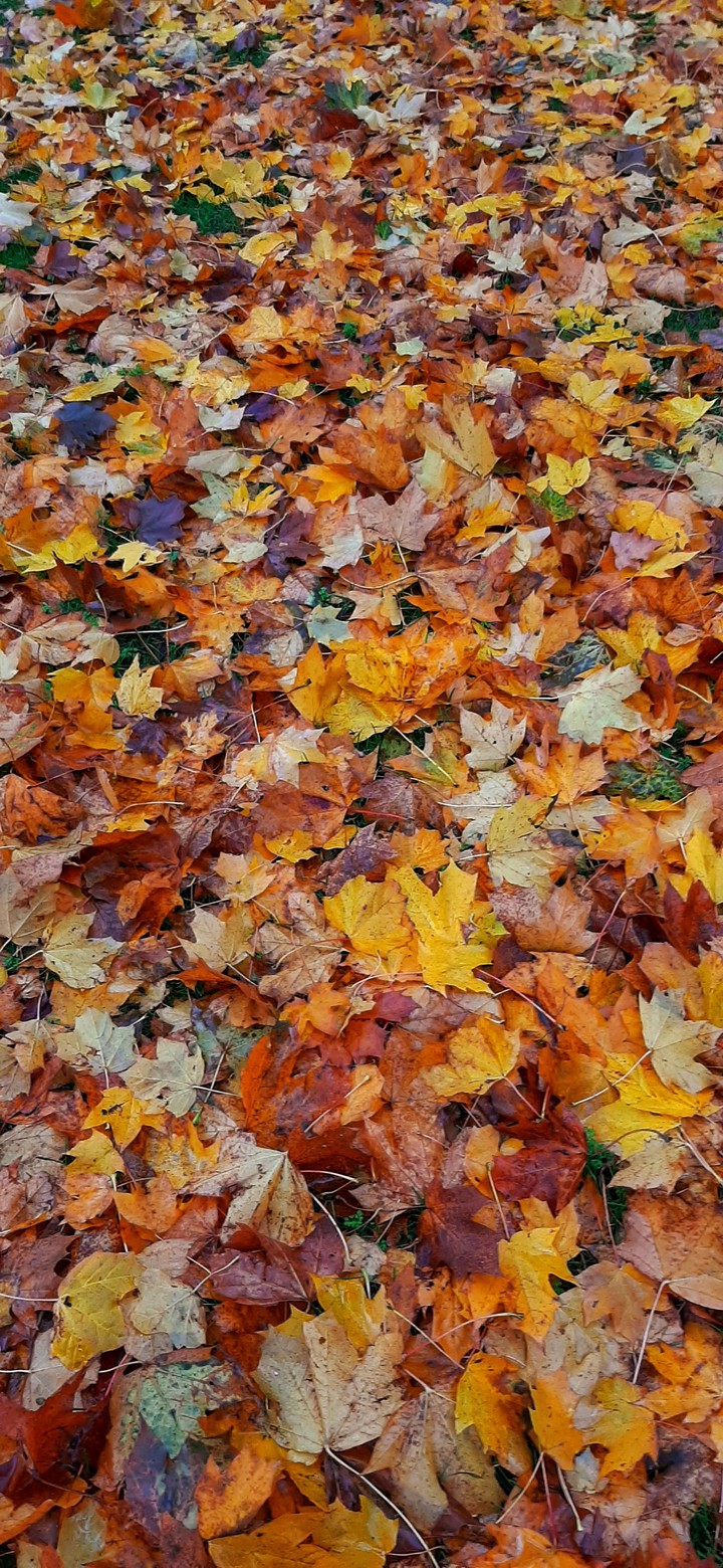 Autumn