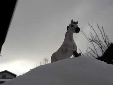 horse in the snow