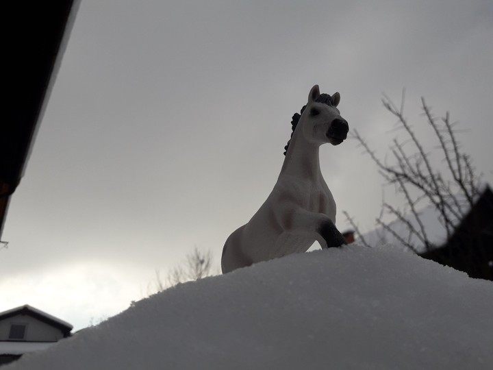 horse in the snow