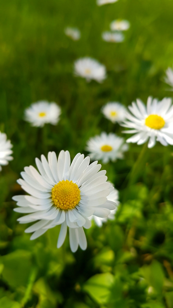 white flower