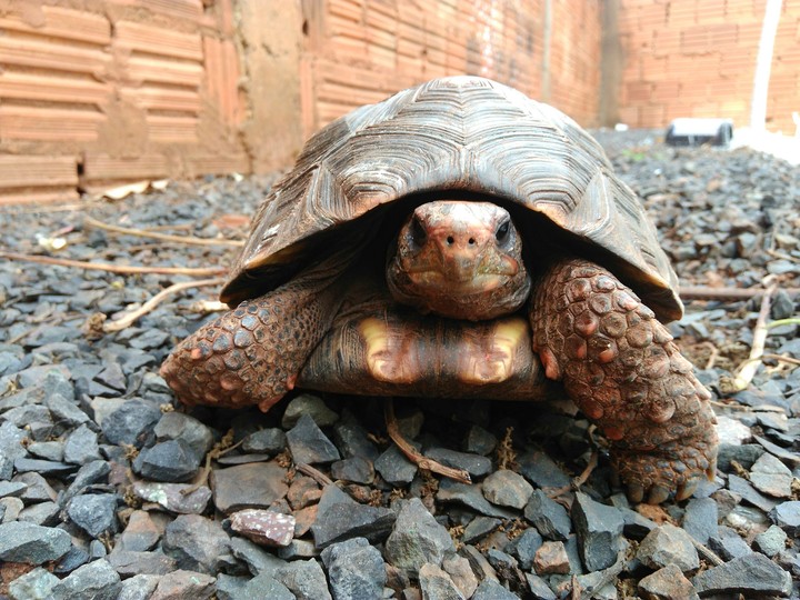 Tartaruga