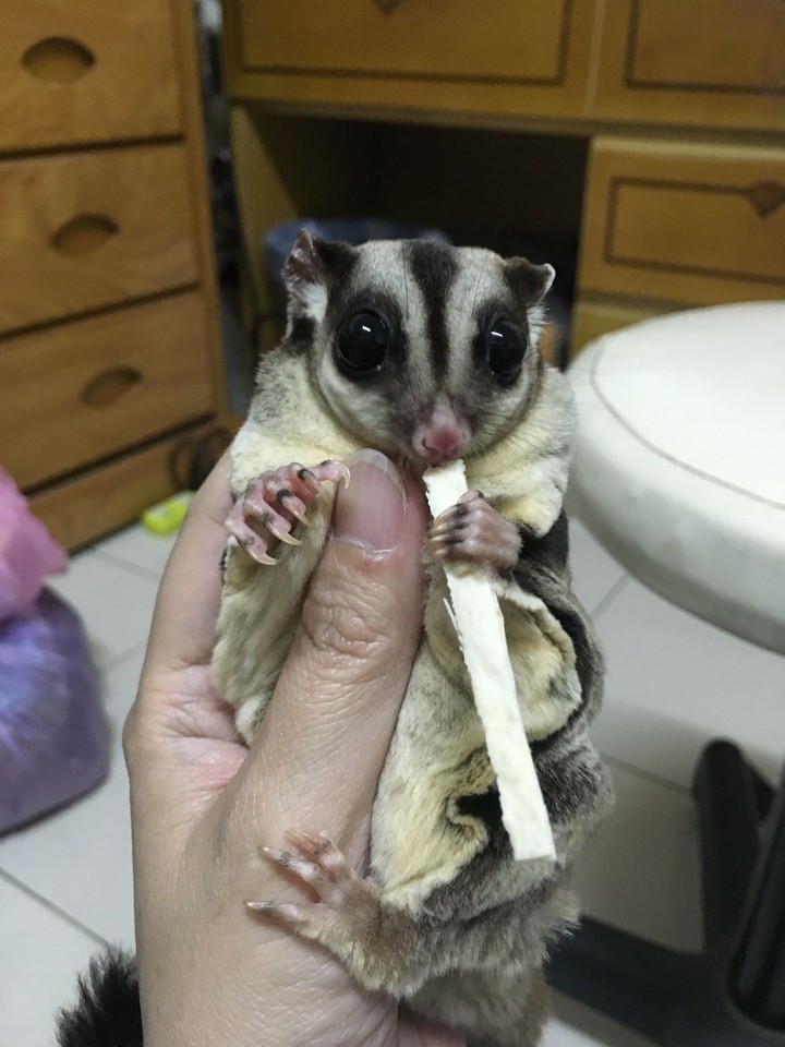 sugar glider 蜜袋鼯