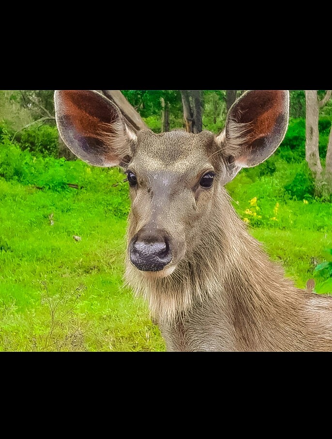 animal