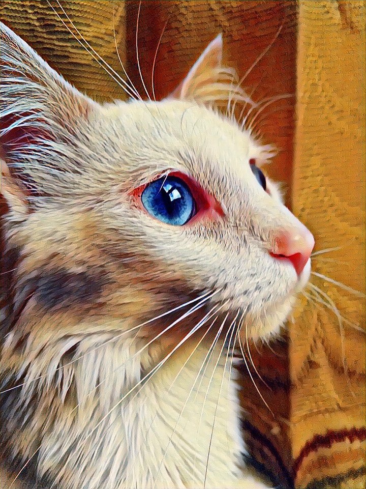 love my cat