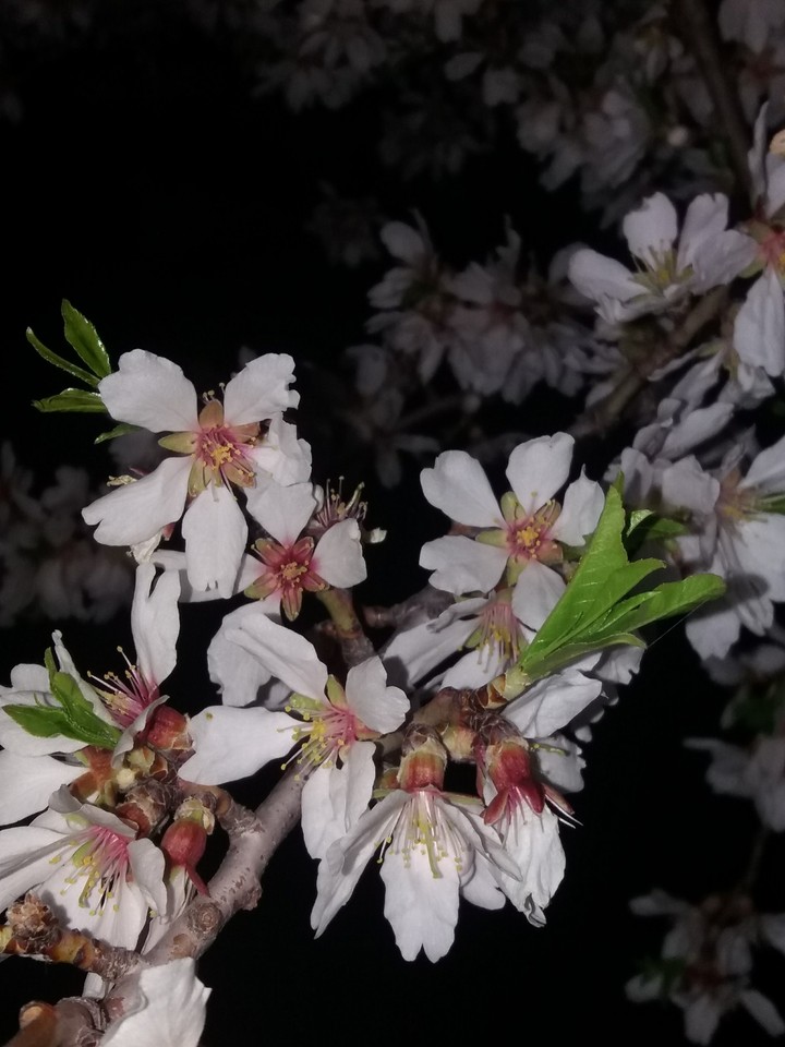 开花了