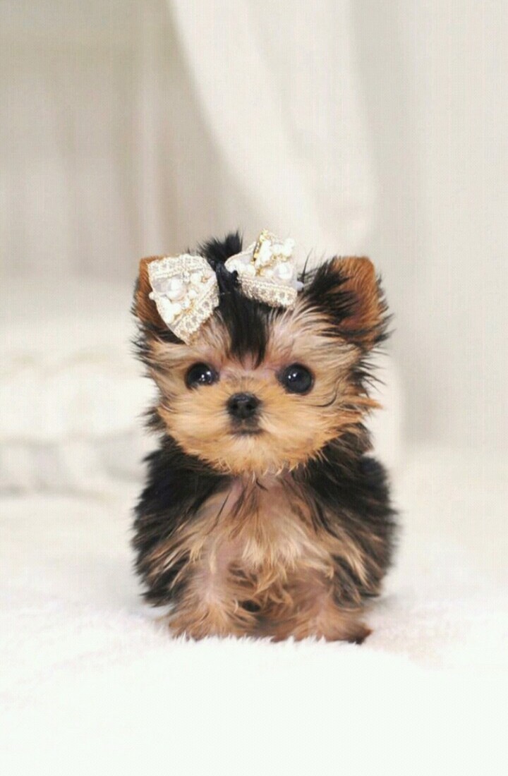 Puppy