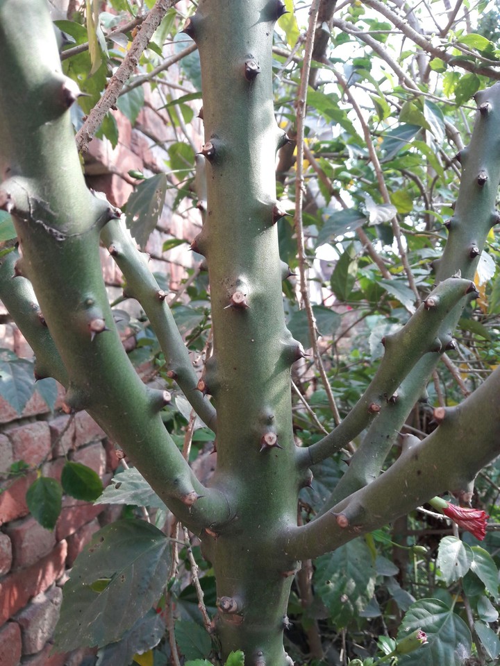 plants