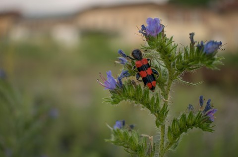 Bug on flower