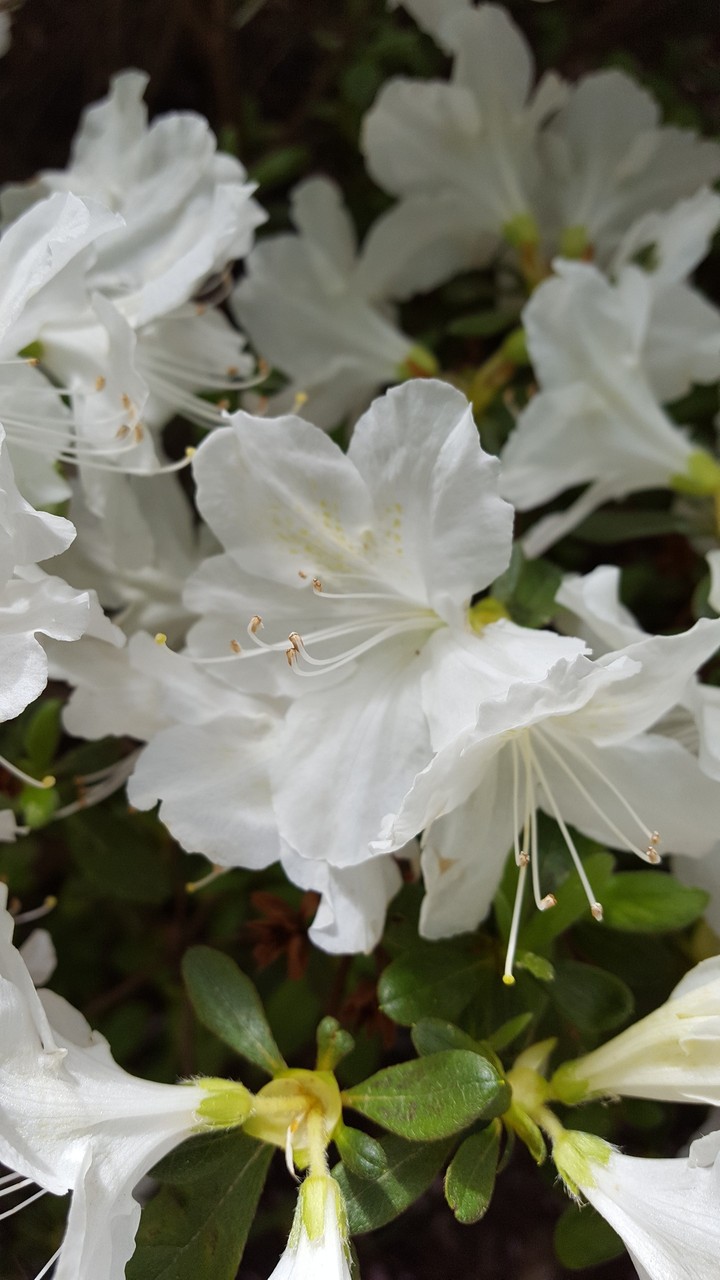 white flowers