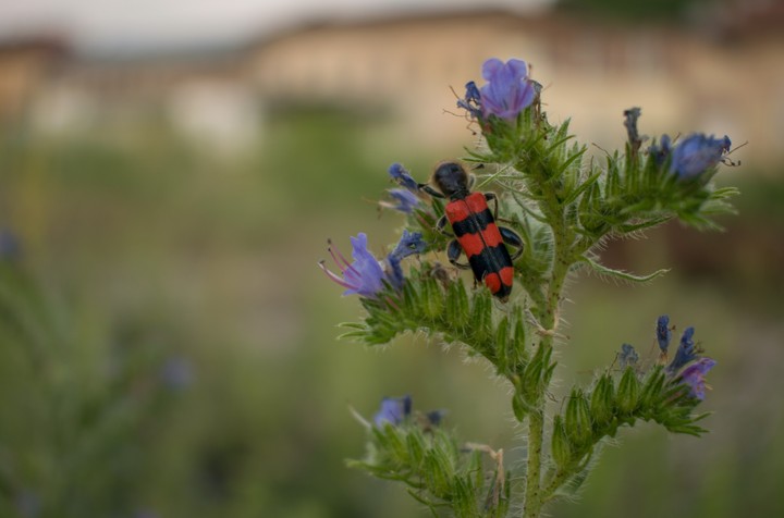 Bug on flower