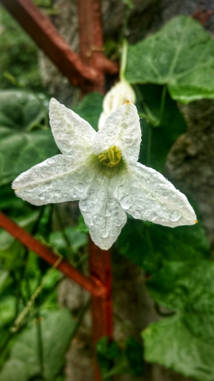 Wild flower