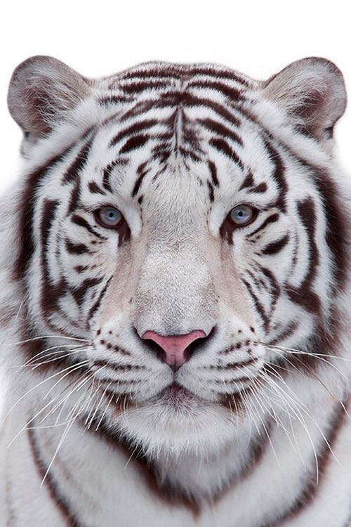 white tiger