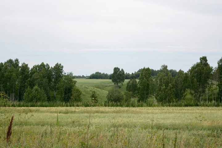 meadows