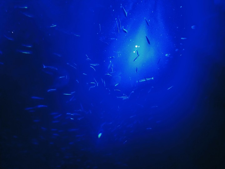 fish