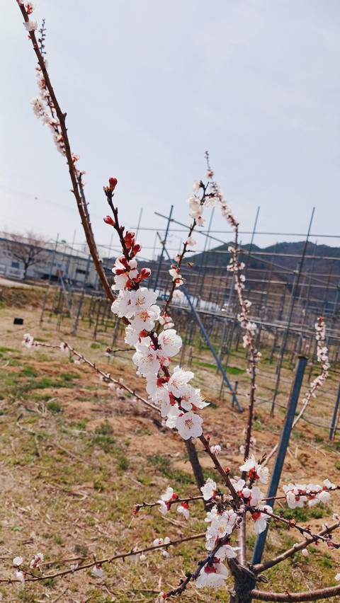 flower, tree桌布