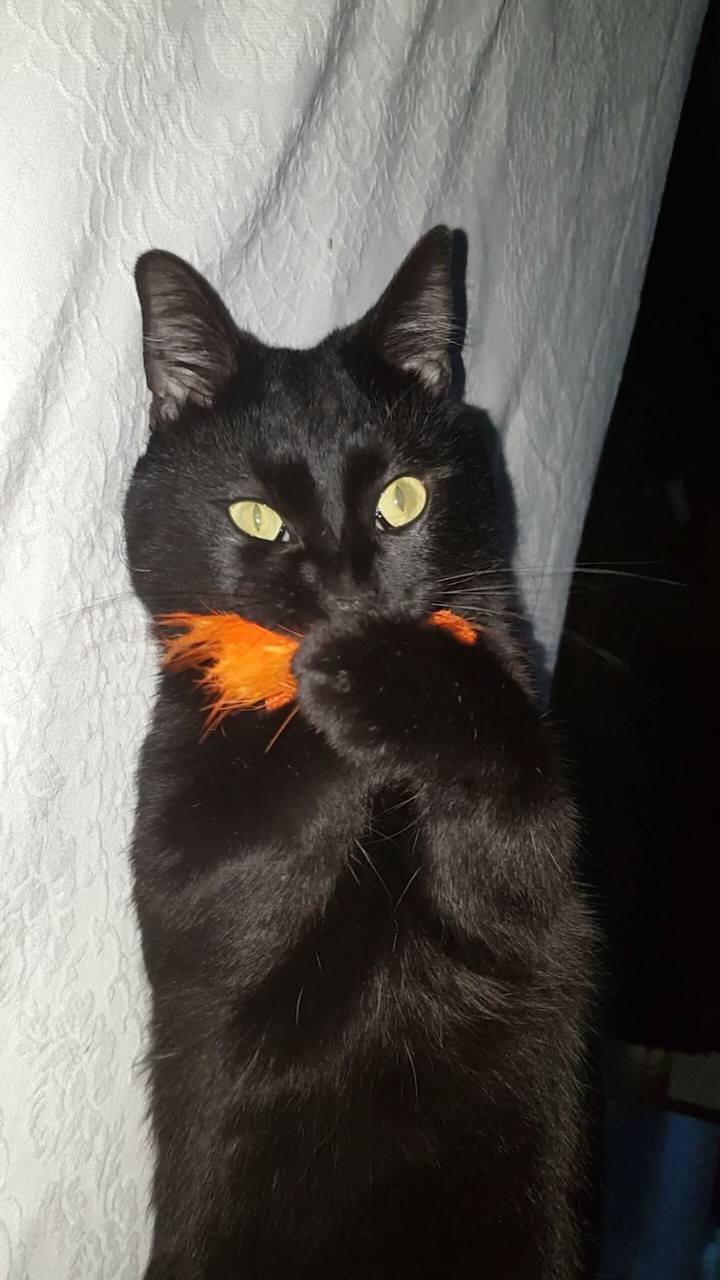 Felix♡