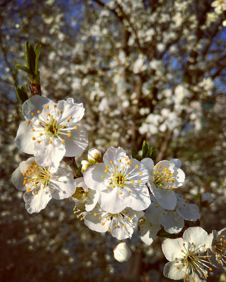 spring