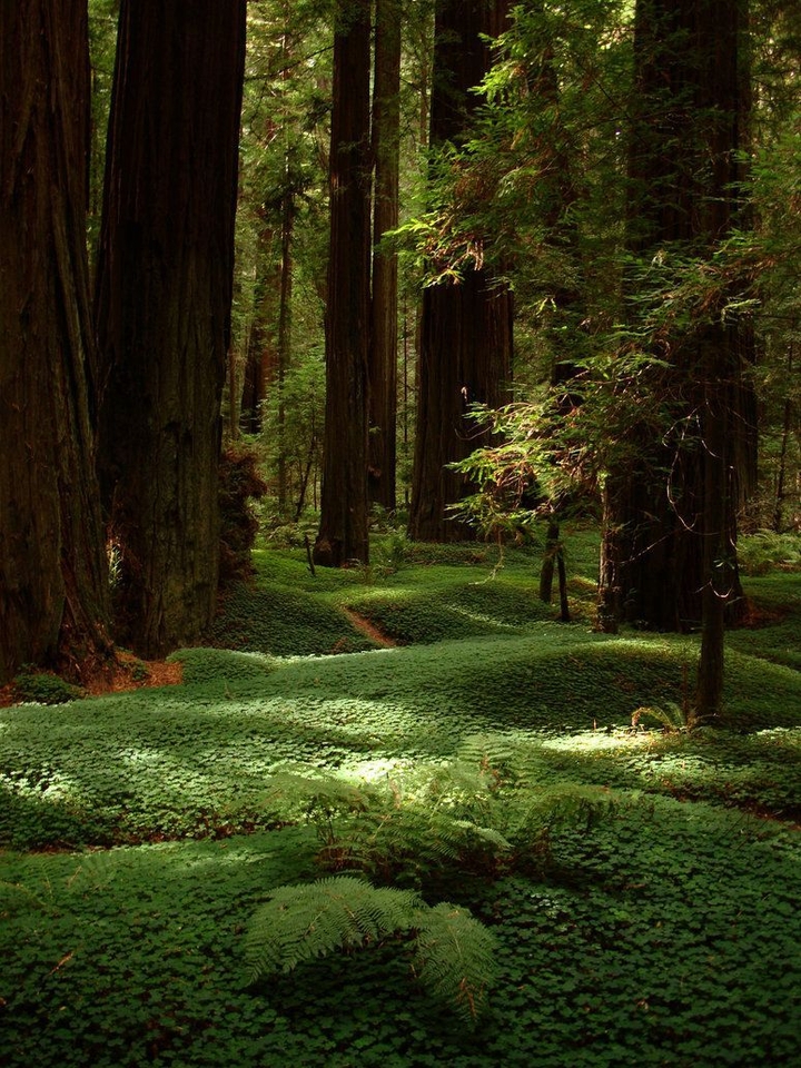 Forest