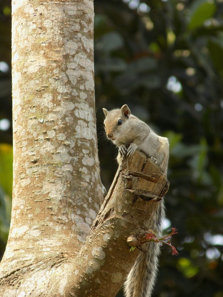 little squirrel