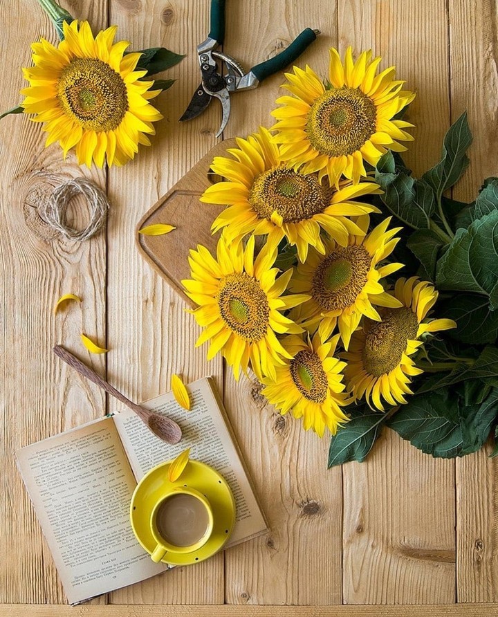 #sunflowers