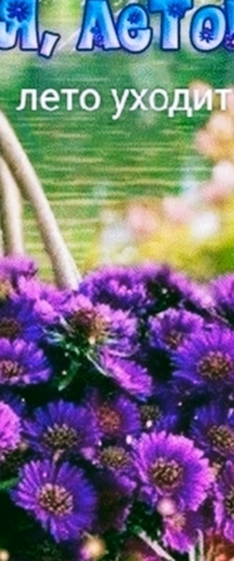 sfondi aster, wildflower