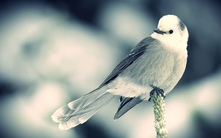 bird