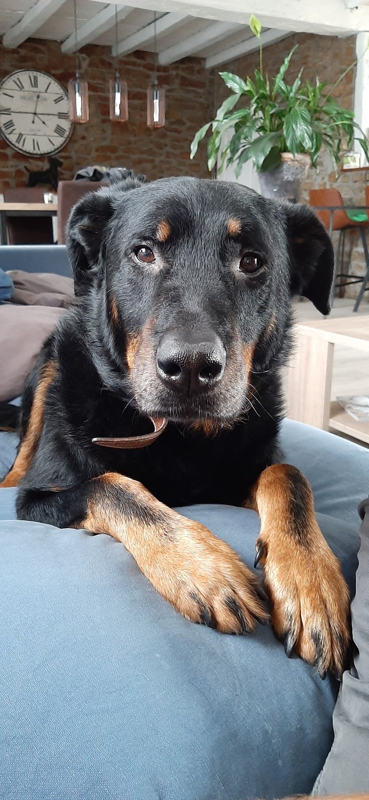 chien