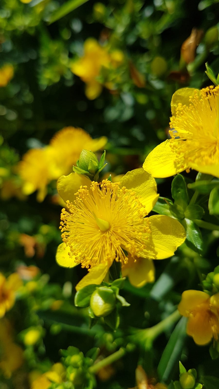 Yellow flower