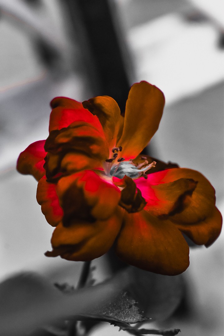 red
